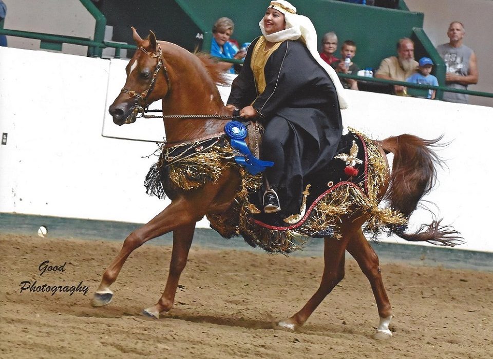 Captivating Arabians